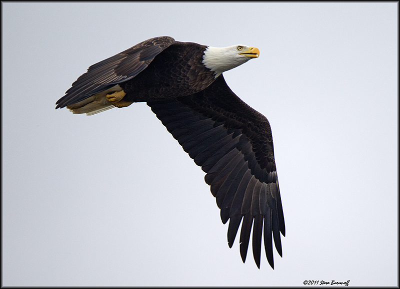 _1SB0688 bald eagle.jpg